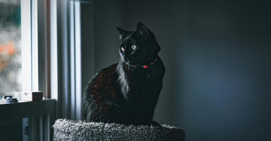 Adaptações simples que tornam o cantinho do pet mais confortável